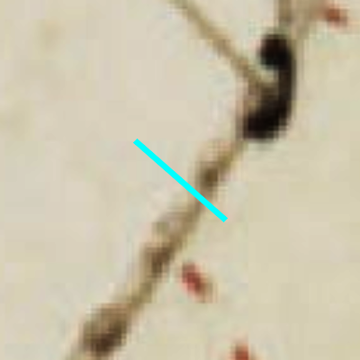 Algemeen Bodemgebruik (ABW)